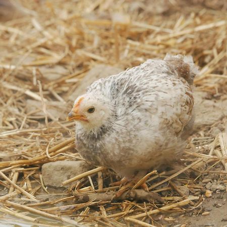 Toric Farmlodge 布拉斯泰德 外观 照片