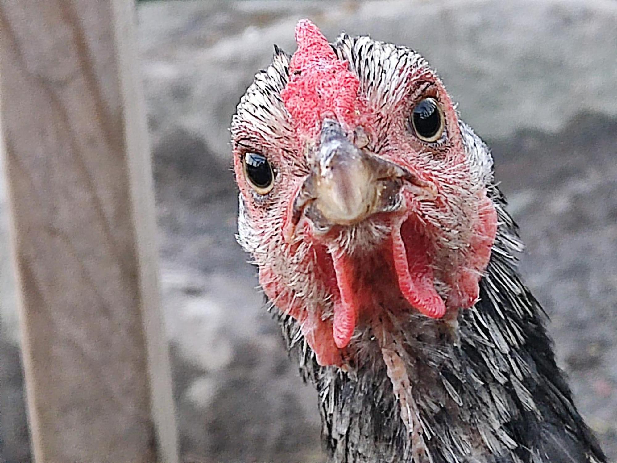 Toric Farmlodge 布拉斯泰德 外观 照片