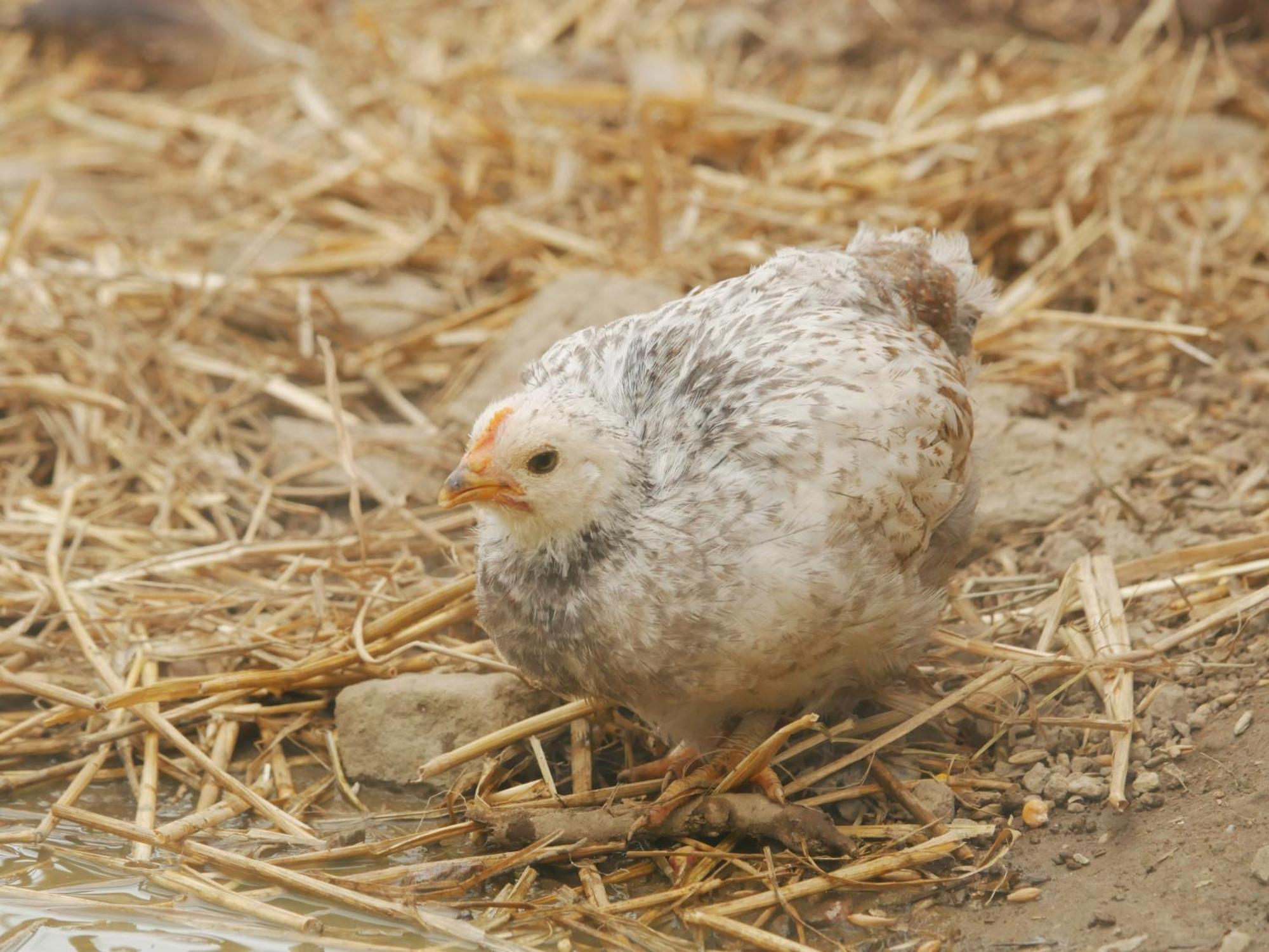 Toric Farmlodge 布拉斯泰德 外观 照片