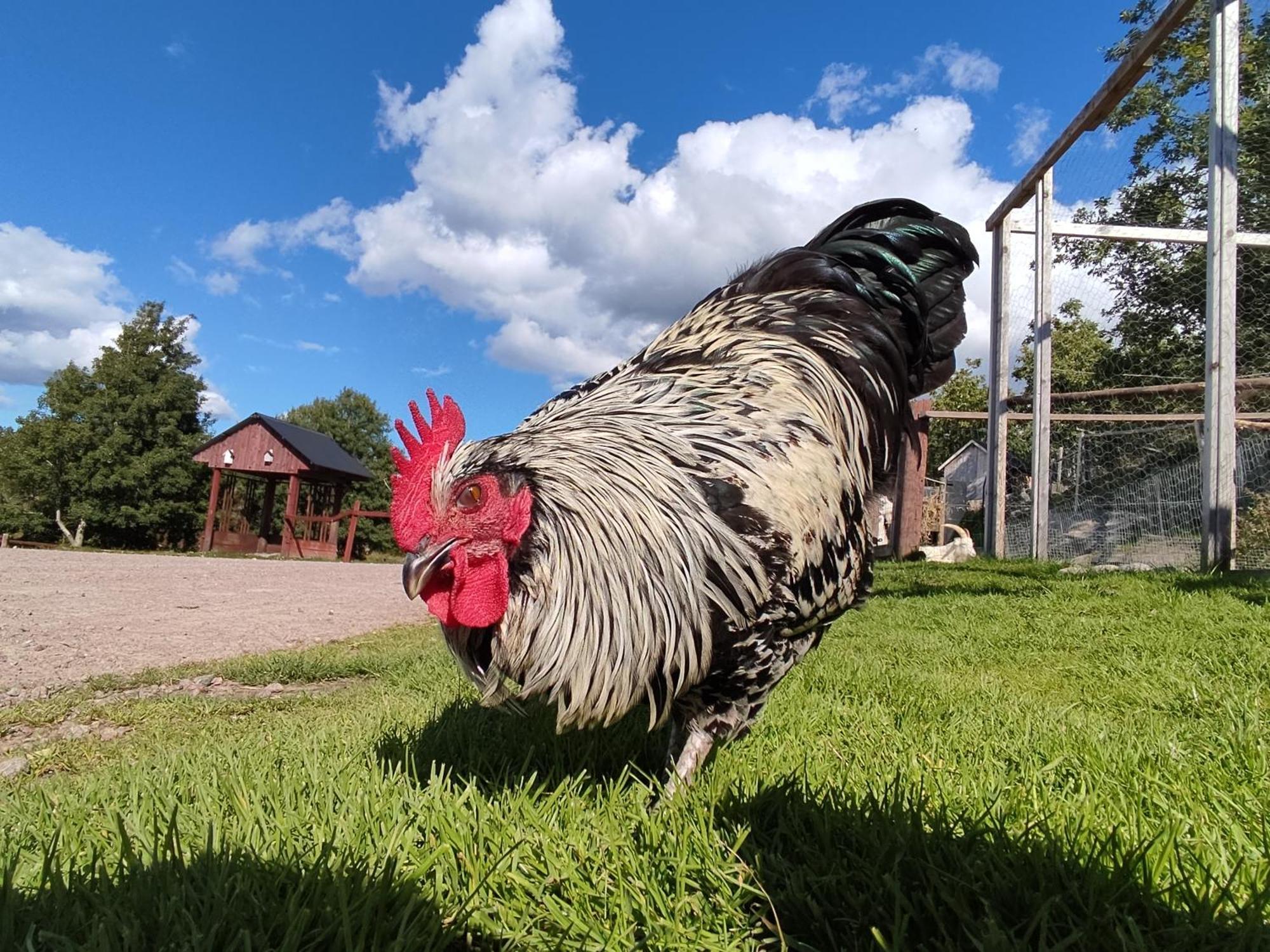 Toric Farmlodge 布拉斯泰德 外观 照片