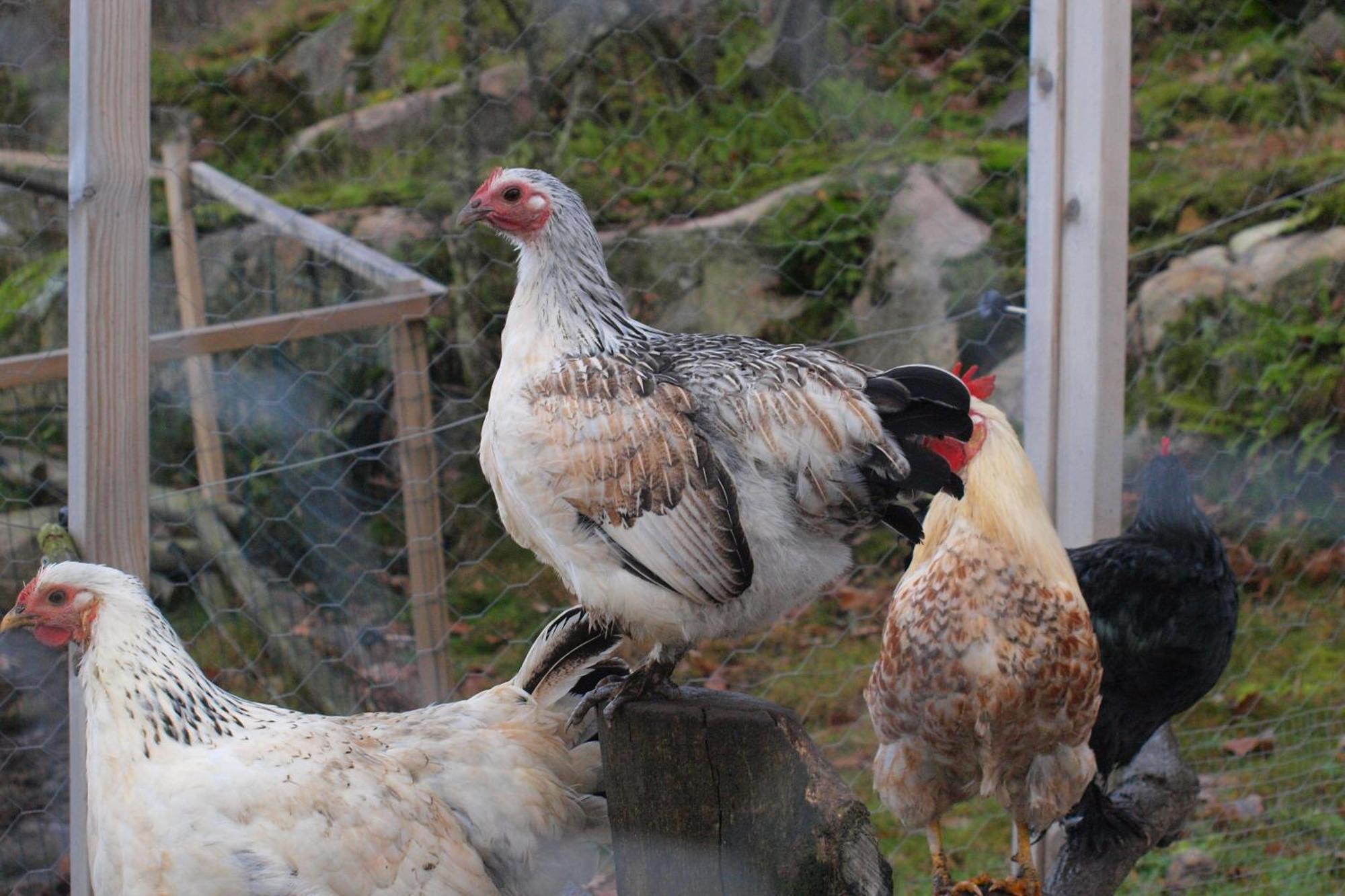 Toric Farmlodge 布拉斯泰德 外观 照片