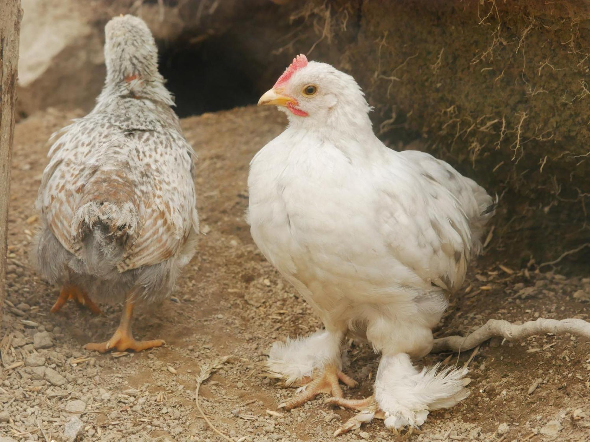 Toric Farmlodge 布拉斯泰德 外观 照片