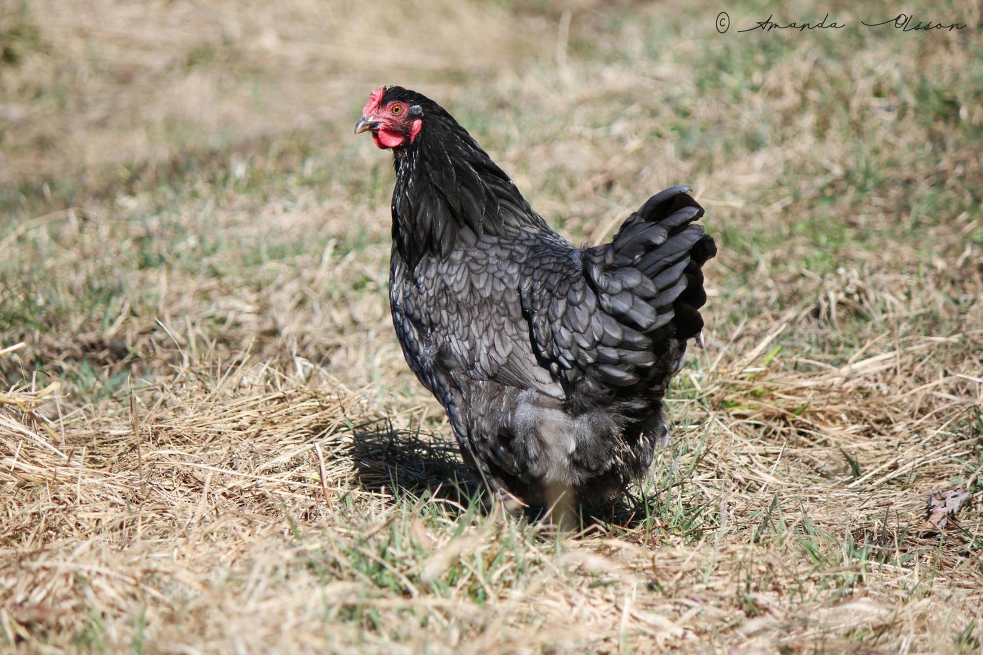 Toric Farmlodge 布拉斯泰德 外观 照片